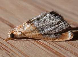 Sooty-winged Chalcoela